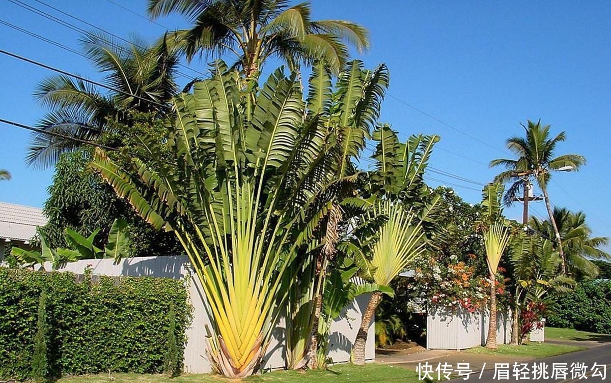 茫茫非洲大沙漠中的“人类救星”，不长果实，却养活着1500万人