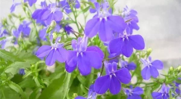  【搜罗】史上最全“懒人植物”大搜罗，看看哪盆才是你的心头好
