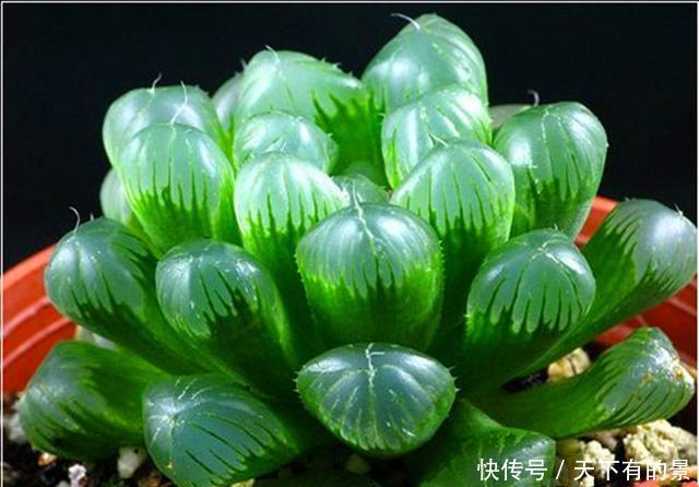  养护@养护多肉“玉露”，做好这7点，株型憨憨可爱叶色晶莹剔透