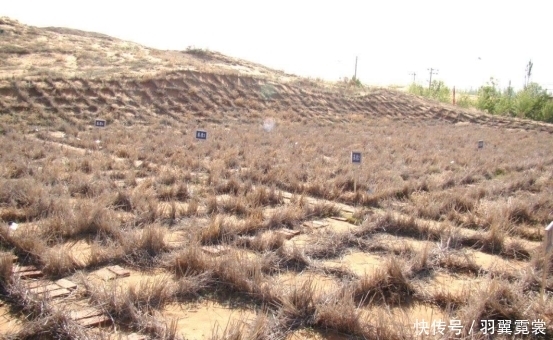  国人：国人发明的草方格：是世界治沙史的奇迹，被国外称为“中