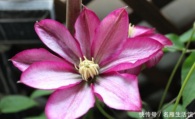  家里■喜欢在家里养花，此3种花则是首选，开花似蝴蝶飞舞，充满韵味