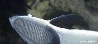  #喜欢#男子钓到一条奇怪的鱼, 正想放了它, 鱼的反应让他立即报警