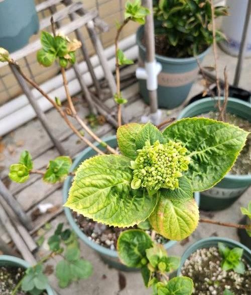 「南方」绣球不开花?过早“露养”造成,容易生“灰霉菌”,还不开花