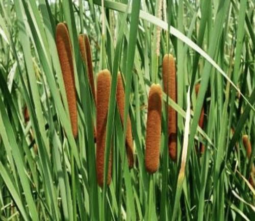  『植物』小溪边、河边，有1种“香蒲草”繁殖快，1个月繁殖一片，植株珍贵