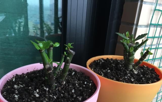 【度夏】想把长寿花养成老桩?做到这“两点”,植株轻松变“老桩”盆景