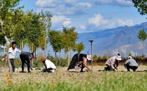  「防护林」荒漠变绿洲 穷乡变富地