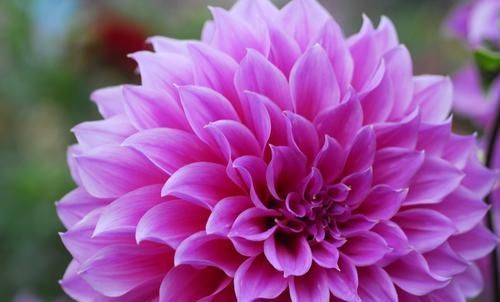  #养花#养花就养3种花，好养易活花量大，开花爆盆很漂亮，越养越喜欢