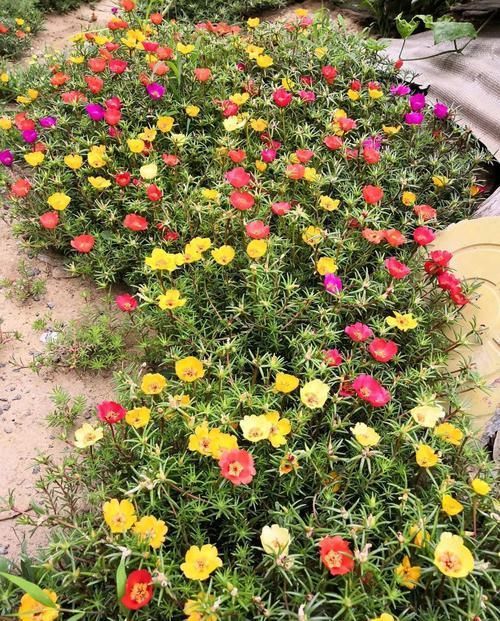  「蓝雪」这花春天长最快，俩月爬满一面墙，从3月开到11月！
