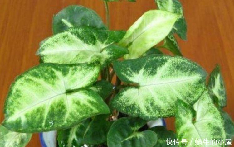  [家里]4种花养在家里，鲜艳明亮，丰富多彩，花型奇特美翻了