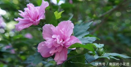  木槿花@3种小众花，养殖的人不多，开花多、花期长，仙气十足！