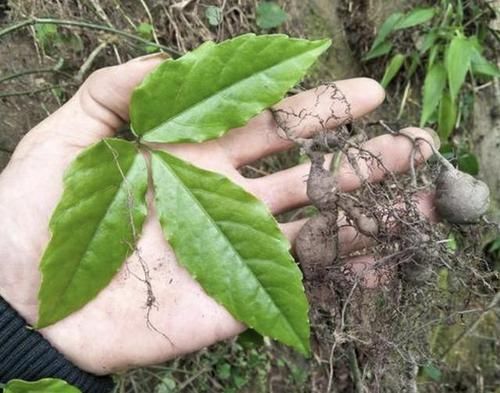  值钱：在农田里的“1种草”，人称“金线吊葫芦”，将植株晾干，变值钱