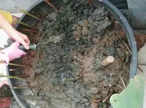  咬一口：水缸养荷花，捞出10斤大白藕，咬一口咔嚓脆！