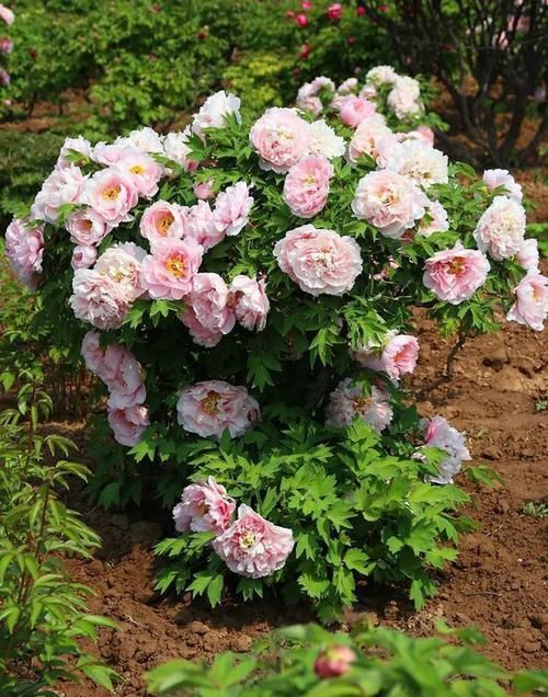  『耧斗菜』4种花别着急买，种下不开花，买来就是浪费钱