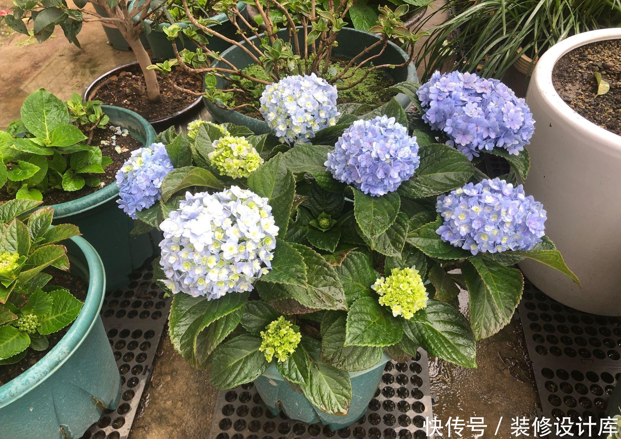 「绣球」绣球花常见的5个黄叶原因,搞懂了,绣球花开花爆盆成老桩