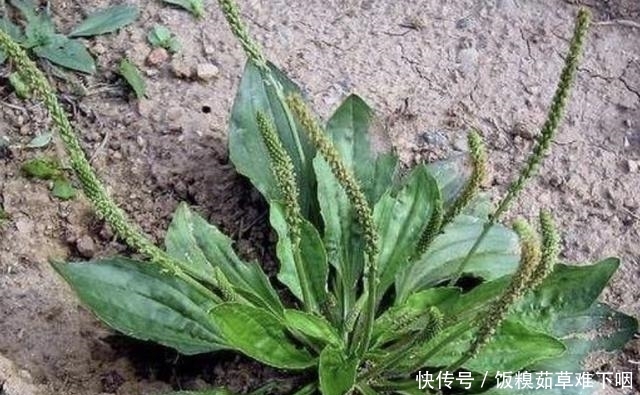  车前草@在井边，生长着1种“猪耳草”，叶片像“猪耳朵”，价值高，奇特