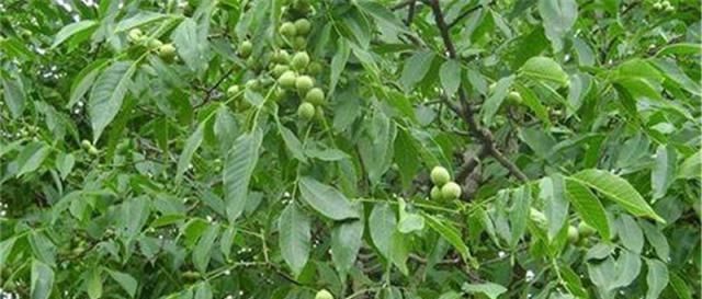  【受热】曾是广受热捧“贵族果”，如今收购价不到2元，农民宁愿