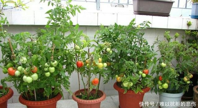 「一大」阳台种西红柿,3分钟就学会,一棵结5斤,一摘一大筐,少出门买菜
