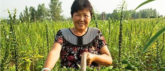  「丢掉」以前叶子直接丢掉，如今15元1斤供不应求，不过很多农民