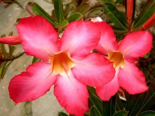  「玫瑰」“稀有玫瑰”泰姬，花开似美人，窈窕粉嫩，可以说是盆栽必备！