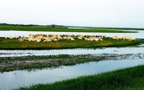  青土湖■干涸了60年的湖泊，如今“起死回生”，中国又一奇迹