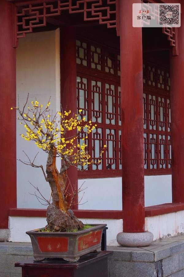 东湖梅花桩景宛如迷你山水画，最老一株古蜡梅超200年