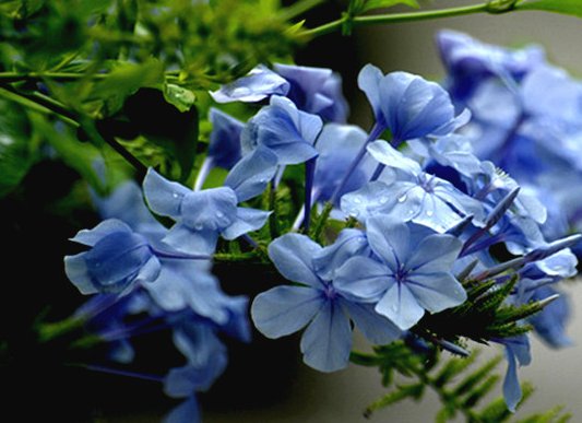  花香■家里养这些花朵，花开爆满盆，好养好看，超级美，花香惹人爱