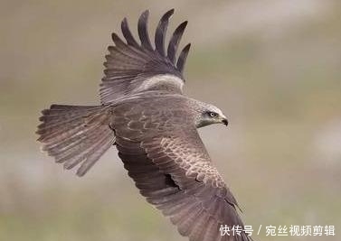 澳大利亚山火什么时候结束