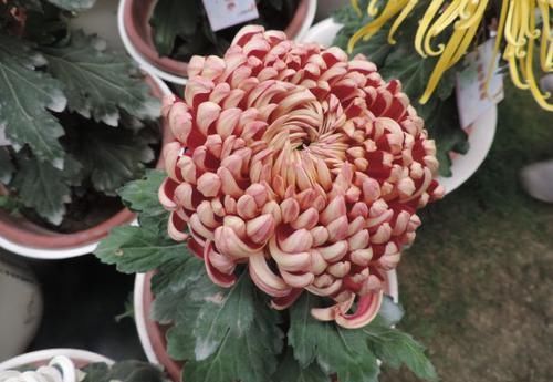  「团圆」喜欢菊花，就养盆“珍品名菊”秋桔晚红，似红烧狮子头，团圆美满