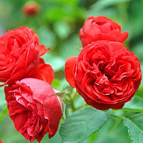 「花苗」好养耐活忒养眼的花苗！装饰阳台还能净化空气！香气四溢