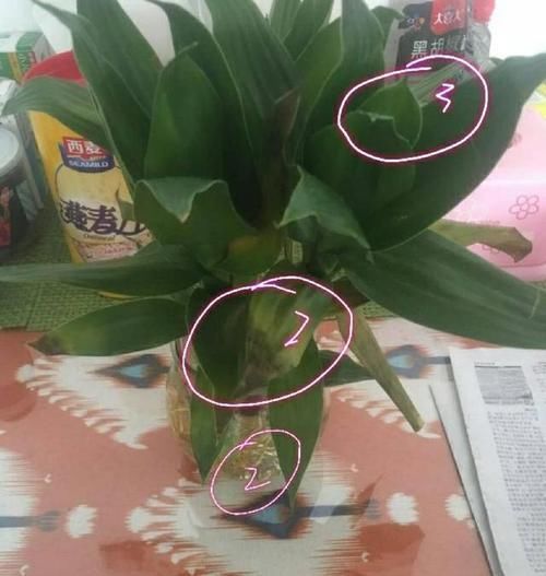  『绿植』网购的绿植总是没几天就黄叶?告诉你解决妙招，服盆快不黄叶