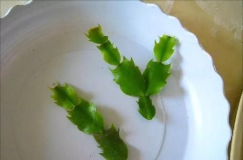 【嫁接】蟹爪兰绑到这上面,开花直冲房顶,还能多活10年