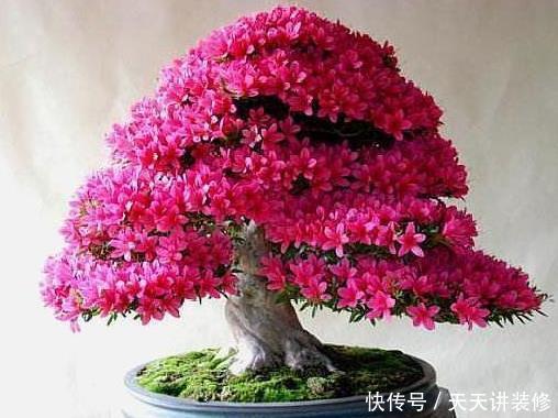 『春天』春天养“3颗树”美观又耐阴,客厅摆1盆,能升档次还“旺人”