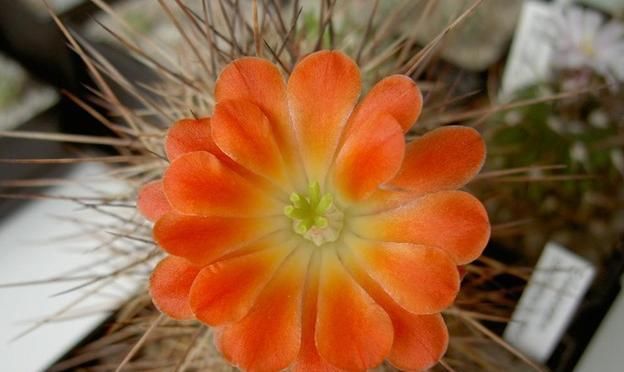 『蔷薇』还在养普通仙人掌?多肉大蔷薇虾,样子好看,开花不同