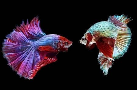  #排行榜#组图: 世界上50大最美丽最好养的观赏鱼排行榜, 你养过几种?好神奇！