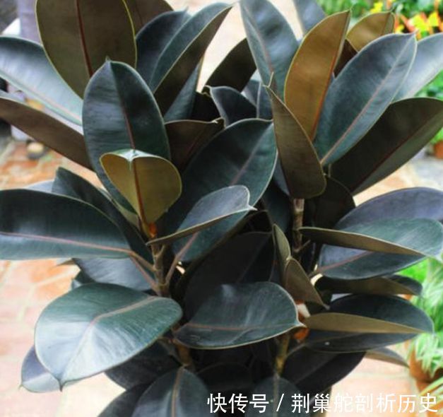 『福禄桐』客厅就养“3种花”,净化空气还“招财”,聪明人都在养!