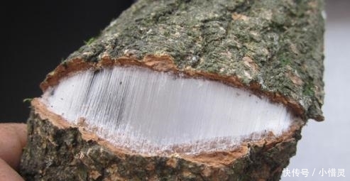  #植物#农村这种树因皮而贵, 内含“银丝”, 被称植物黄金, 有人