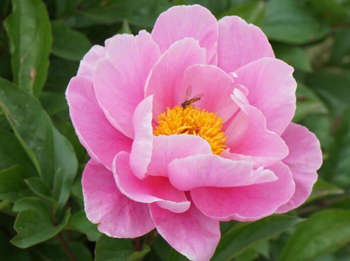  『人人』花大色美的3种花，开花猛，好管理，人人都喜爱