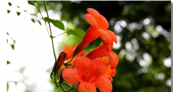  「凌霄花」凌霄花就像母亲无微不至的爱，虽不察觉但能感受到它的光芒万丈。