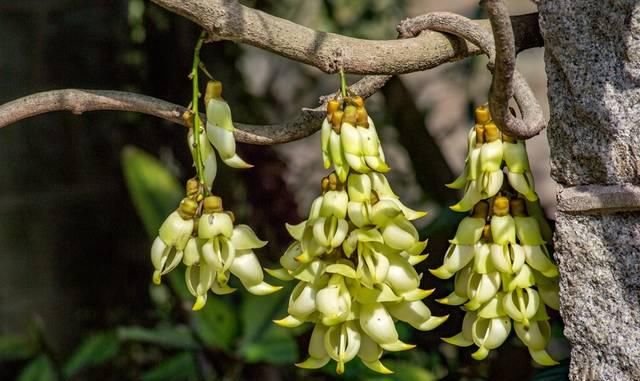 「广州」华南实力最强的中心城市,四季开满鲜花,有望成为下一个上海