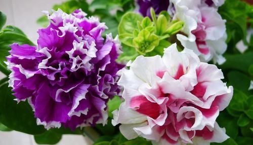 漂亮@喜欢在家中养护花卉,就养3种花卉,花开灿烂,美丽漂亮招人喜欢