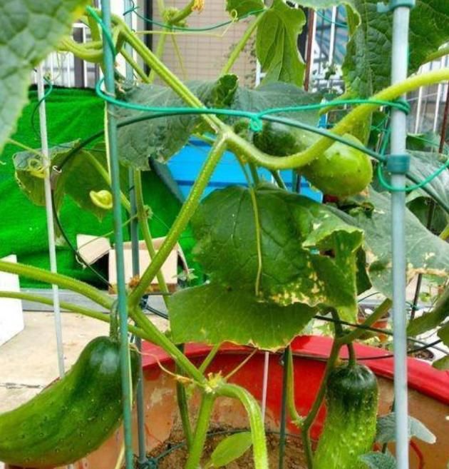  「韭菜」别人种花我种菜，“5种菜”种阳台，1个月就能吃，吃完一茬又一茬
