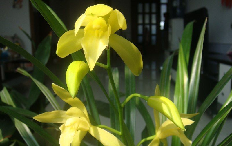「仙气」具有仙女气息的兰花,现仅几元钱,花色艳丽,极具仙气,养花首选
