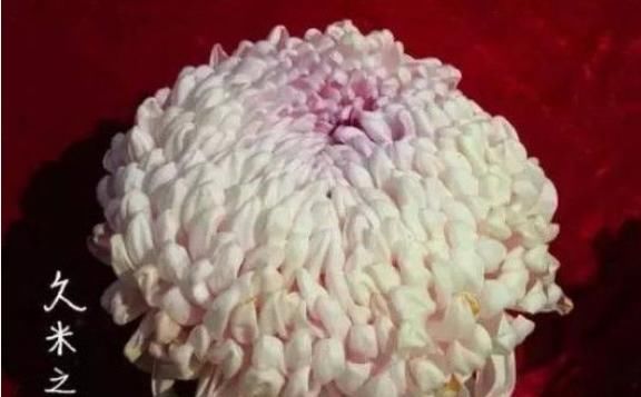 美轮美奂:百菊争艳,就养珍稀名菊久米之梦,似梦中情人美轮美奂,优美动人