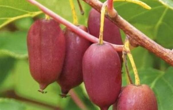  又一新|永别了红薯“，我国又一新型农作物走红，沾土就活，年收