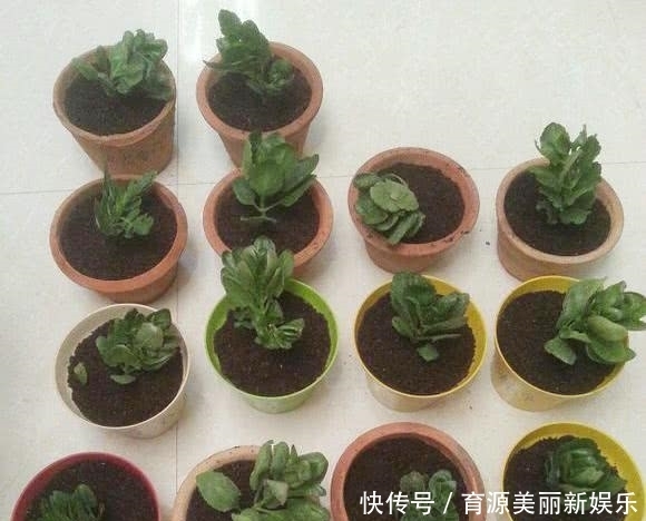 扦插|5种花,适合6月份扦插,精心养护下,7月长满盆