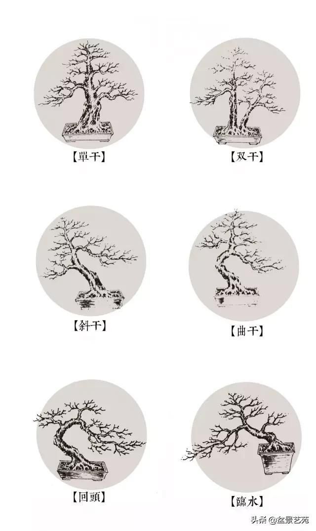  「成寸」盆景百态，缩地成寸