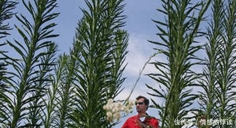  [除草剂]自食其果！转基因催生“超级杂草”，美国农耕方式一下