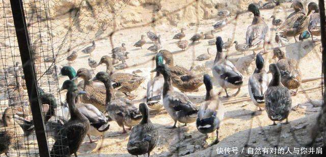 环保部消息！未来国家将大力支持三种养殖户，五种养殖户将淘汰！