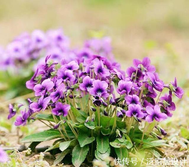  花盆：一种紫“野菜”，比绿萝颜值高，掐一把养花盆，貌似兰花作用强