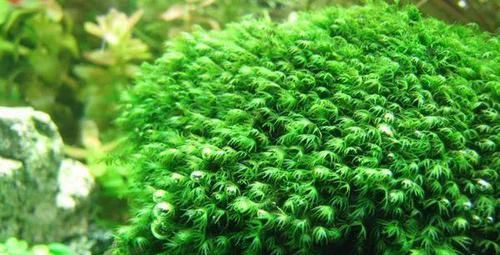  一大■比铜钱草好看的花，7天爆满一大缸，多到家里堆不下